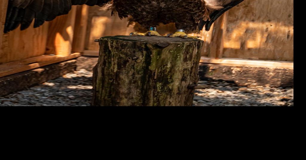 Pennsylvania Game Commission - Fathers, thanks for all of your hard work  and care! Did you know that male bald eagles participate in rearing young?  Both the male and female bald eagle