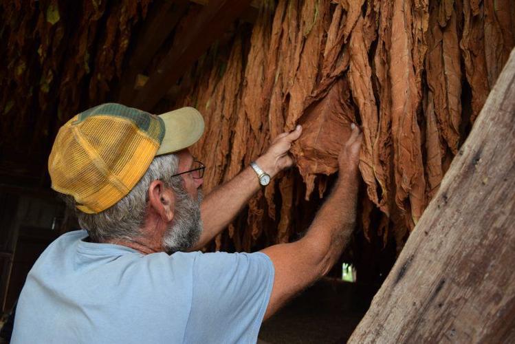 woods tobacco leaf Premium Whole Leaf Dark Zaza woods tobacco leaf Premium Whole Leaf Dark Zaza