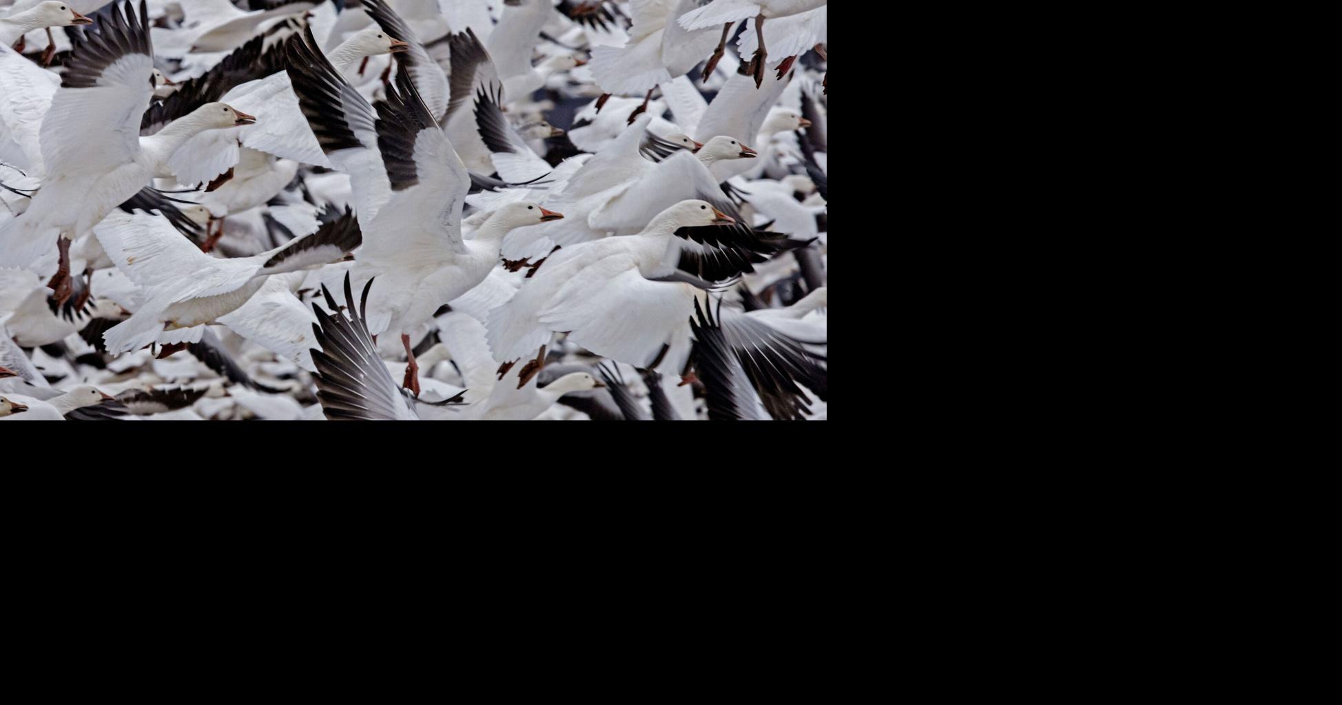 Here's how many snow geese Middle Creek saw during peak migration ...