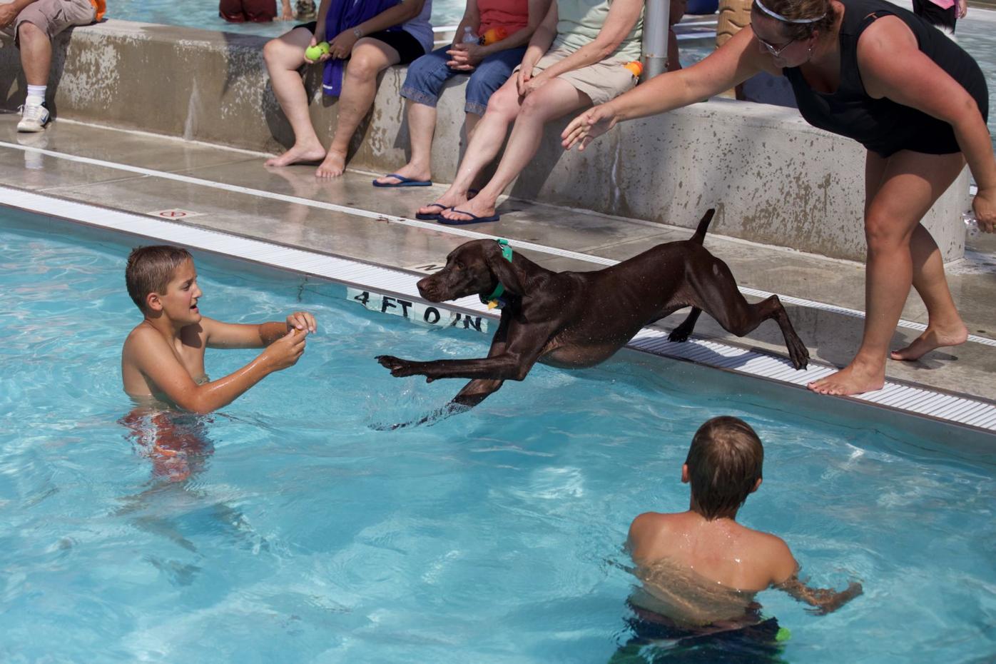 when can a dog swim after being spayed