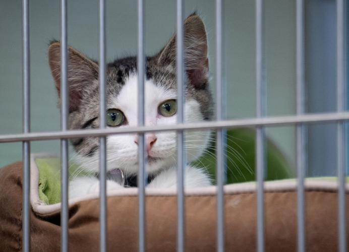 Cruisin' for Cats Car & Bike Show helps support Columbia Animal Shelter