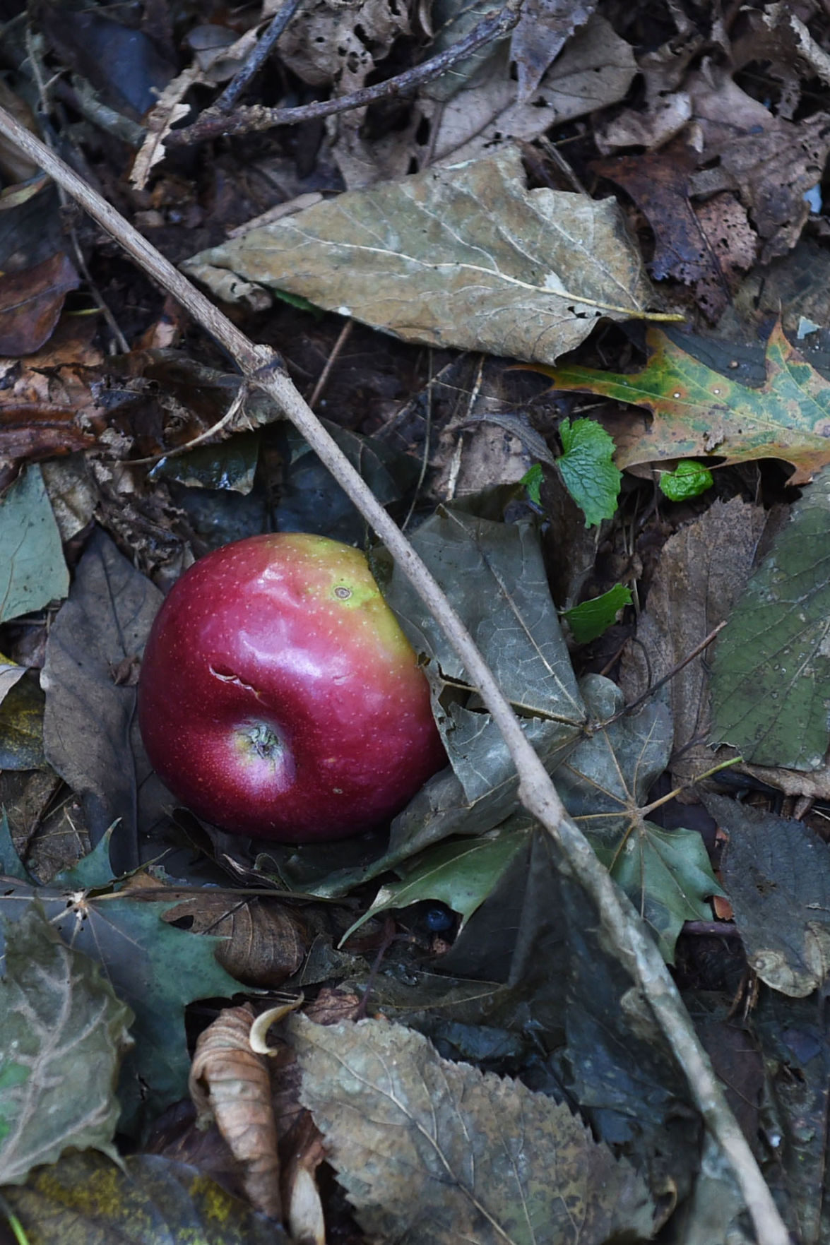 Festival celebrates mythical Pennsylvania creature the albatwitch