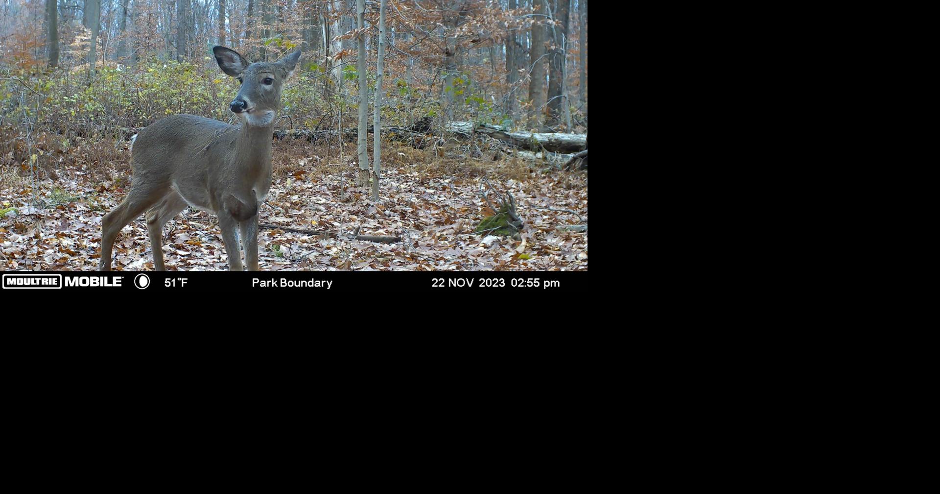 Third round of antlerless deer tag sales in Pennsylvania set for Monday