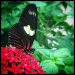 6 gardens to visit within an hour of Lancaster County | Home & Garden