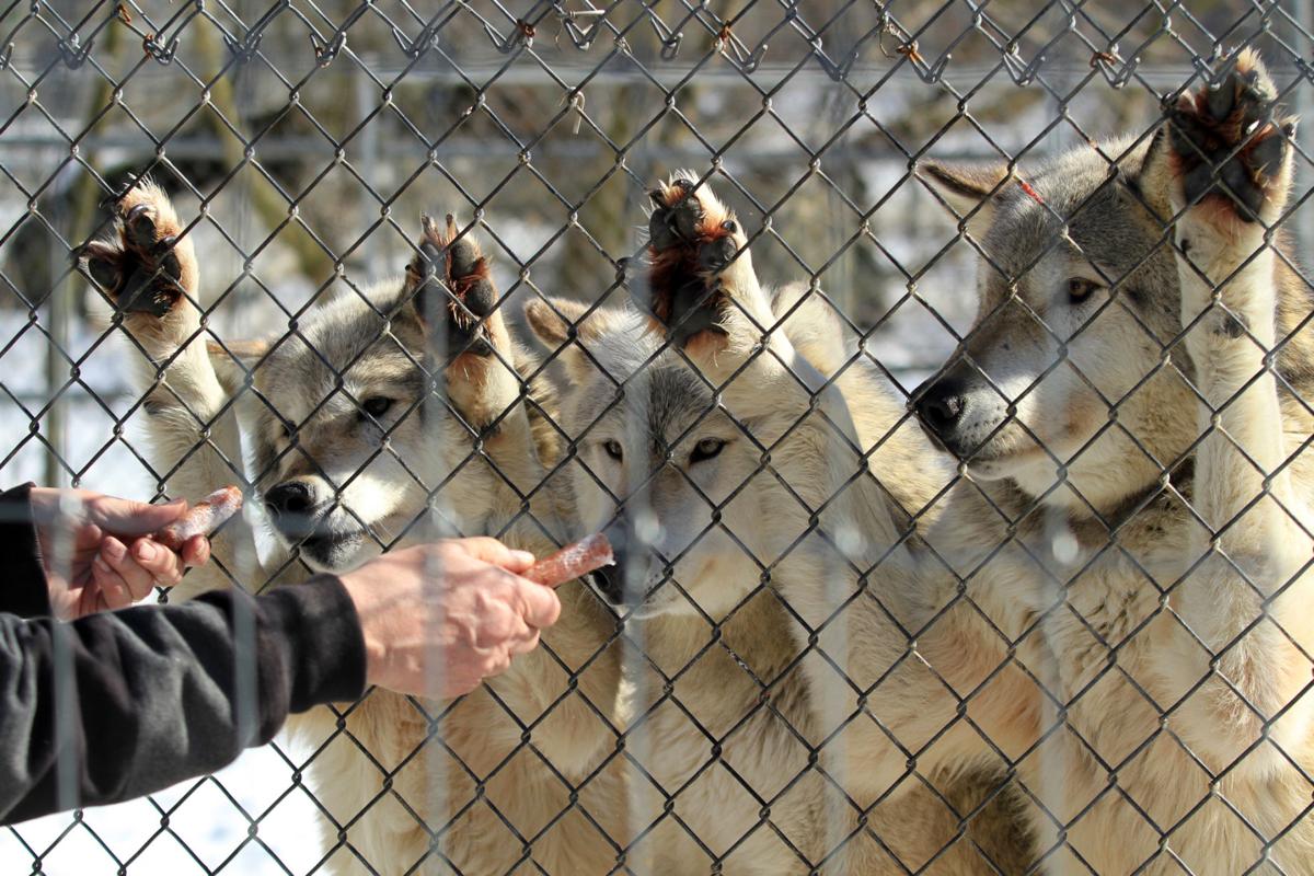 SUMMER DAYS Wolf sanctuary lets visitors see animals in natural