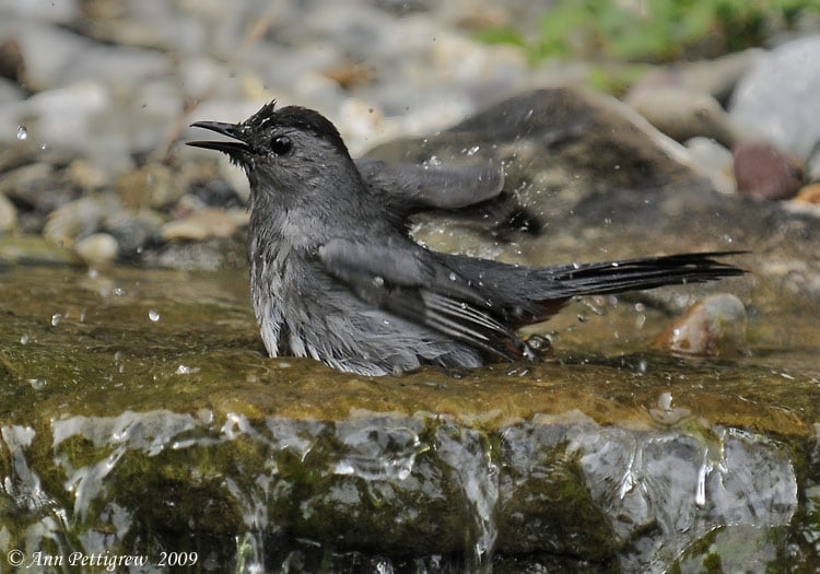 Christmas Bird  Count in Lancaster County spots more than 