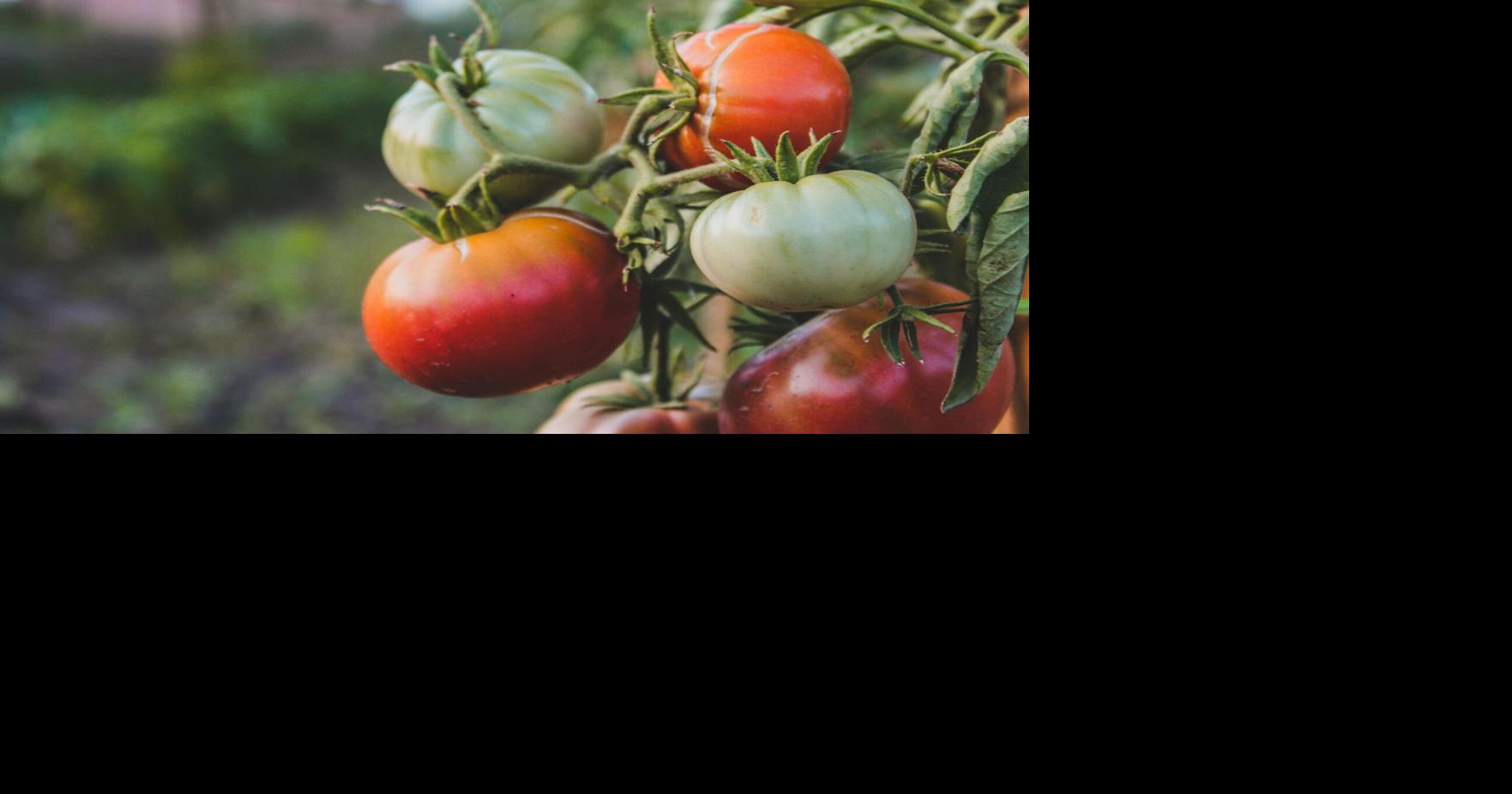 Gardening neighbor sows seeds of enthusiasm for growing things [I Know a Story column]