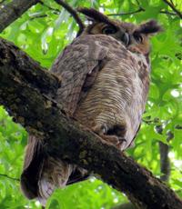 Small wooded lot showed how little is needed to support a rich ecosystem [column]