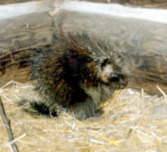 OUTDOORS Is it time to end protection of porcupines? News
