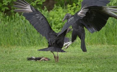 More than 100 black vultures dead south of Lancaster County, bird flu  detected | Local News 