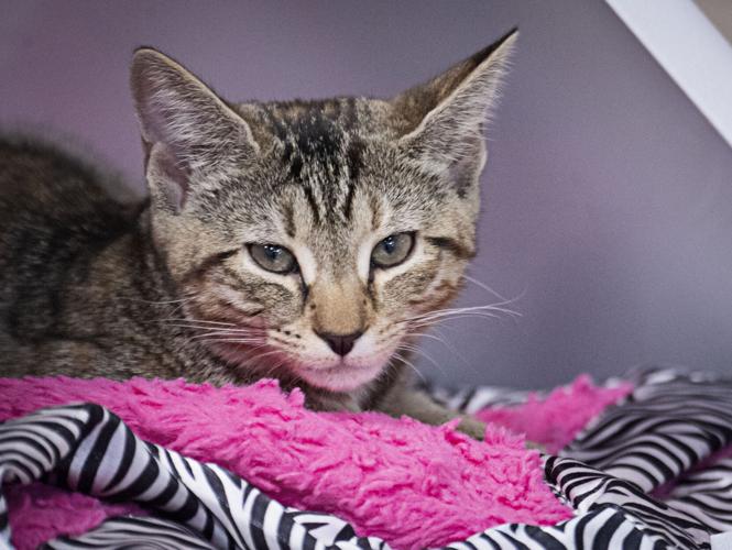 Cruisin' for Cats Car & Bike Show helps support Columbia Animal Shelter