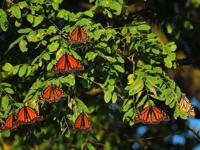 How you can help save the beautiful monarch butterfly from extinction