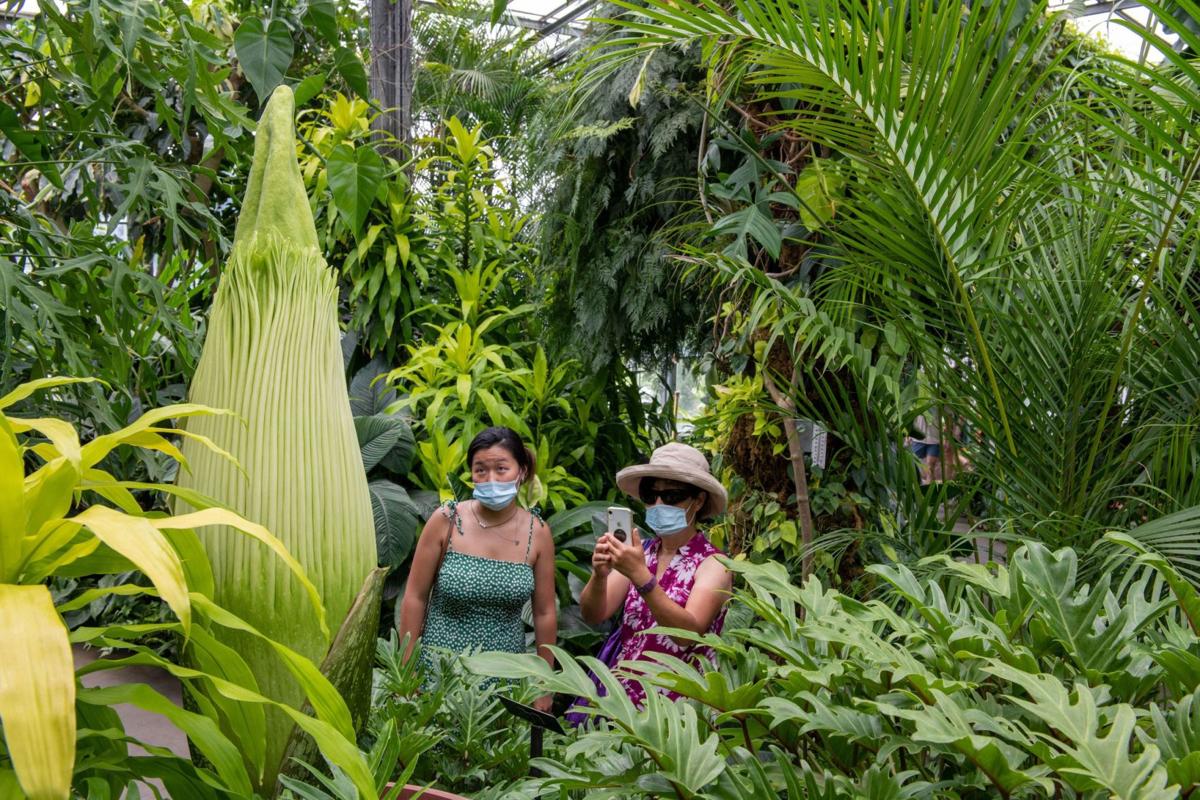 A Rare Giant Corpse Flower Will Soon Bloom At Longwood Gardens Here S How To Watch The Action Food Living Lancasteronline Com