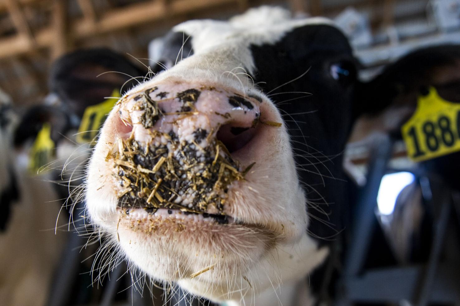 Meet the Lancaster County farm behind the Pennsylvania Farm Show's