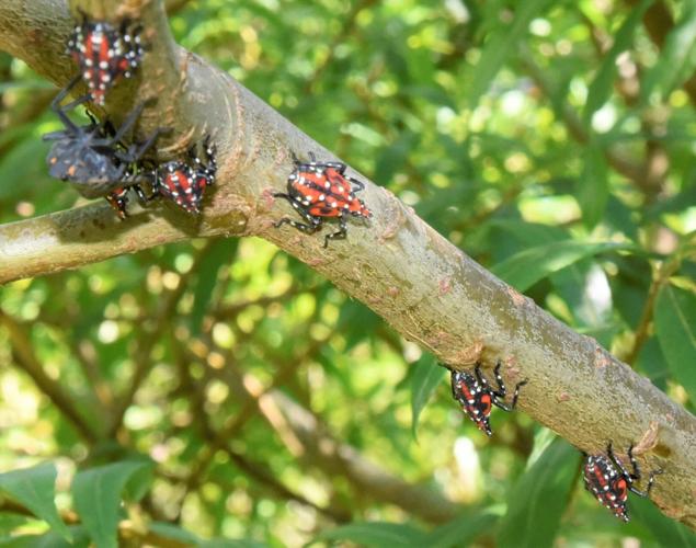 Blue Ridge Wildlife Center: Using glue traps to catch pests can