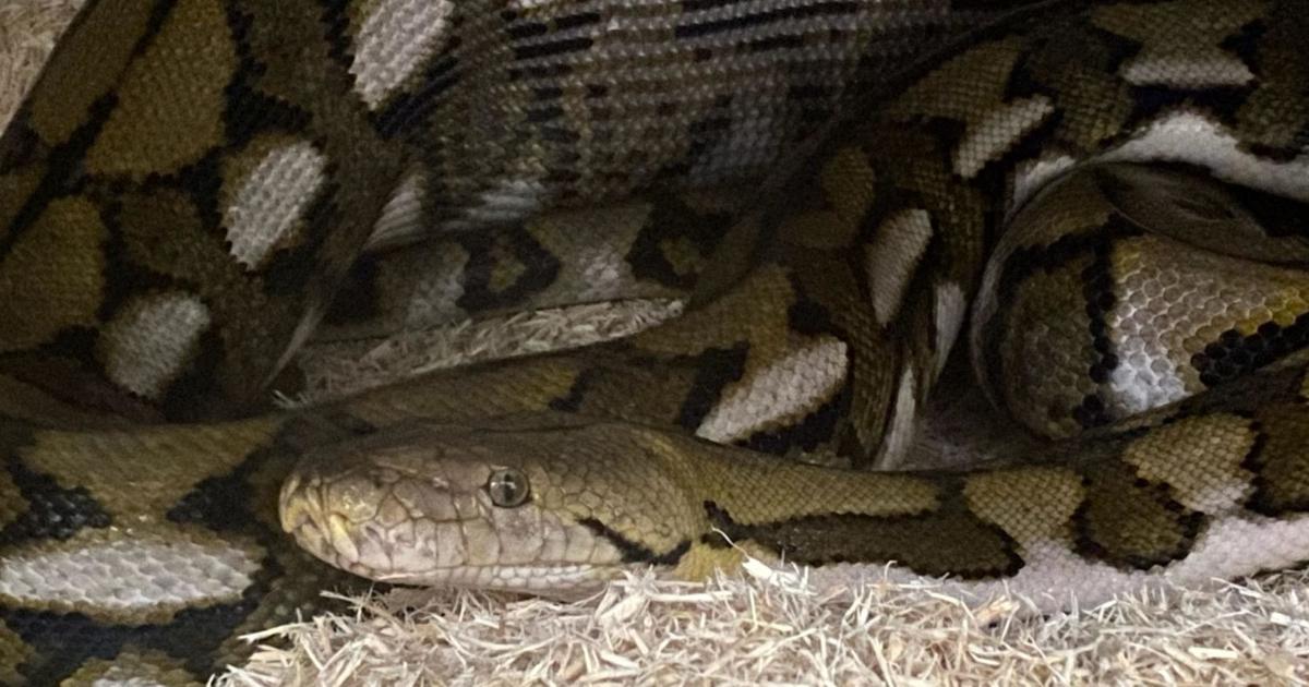 8-foot python rescued in Manheim Township finds its forever home ...
