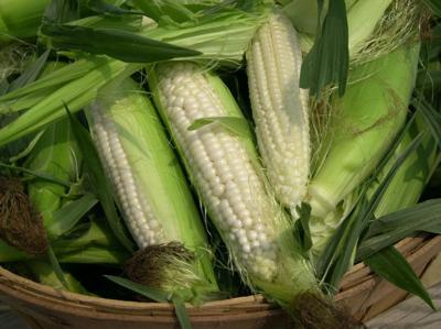 Cracking the Corn Conundrum: Can Chickens Eat Corn?