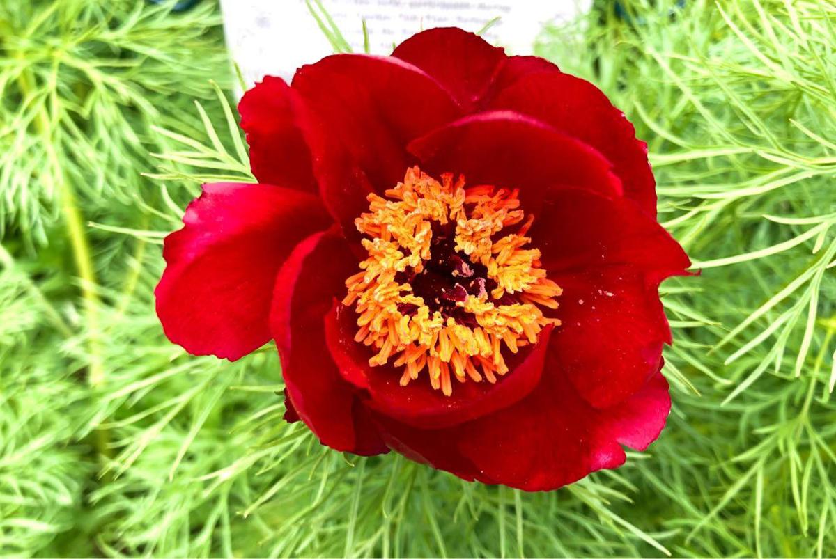 Fernleaf peonies are one of the rarest; Here's where you can find them