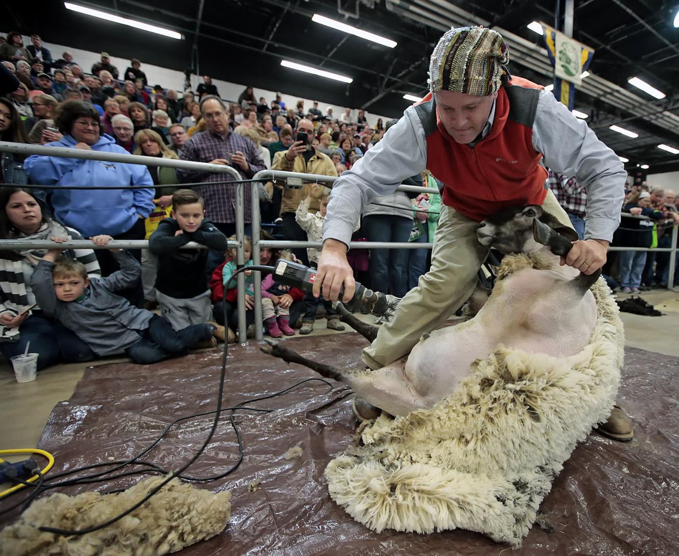 Pennsylvania Farm Show What is a sheep to shawl competition? [photos