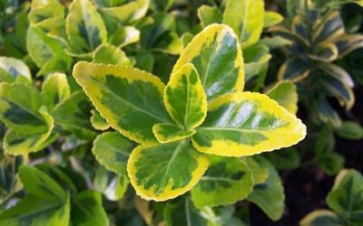 Avoid These Common Gardening Mistakes Springhomes Lancasteronline Com
