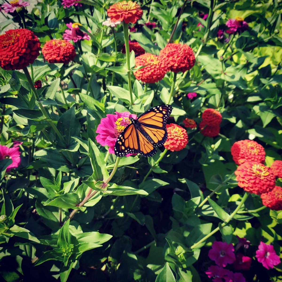 Zinnias are easy to grow, bloom for months and are butterfly