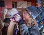 Lancaster County farms (and alpacas!) reap the benefits of Small Business Saturday