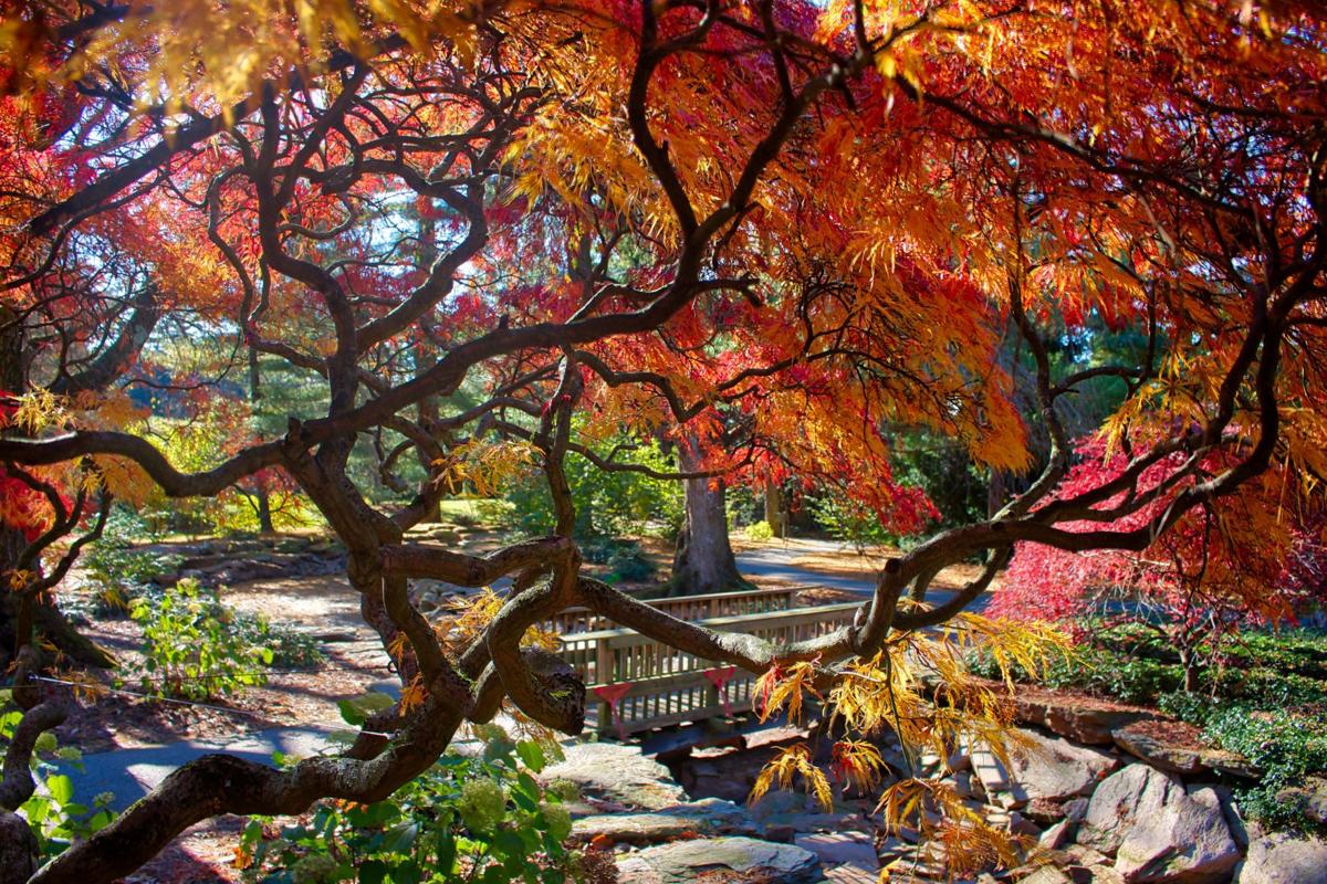 Tips to take in the beauty of autumn at Longwood Gardens