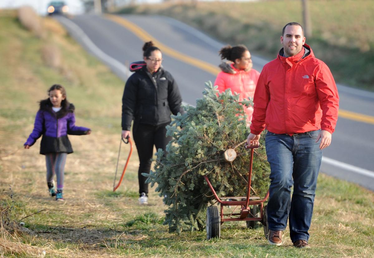 11 places to cut your own christmas tree in lancaster 11 places to cut your own christmas tree in lancaster