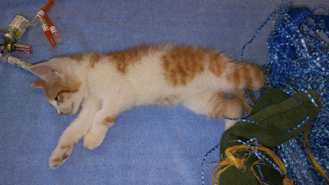 Kitten Has Leg Amputated After It S Found Tangled In Frayed Tarp