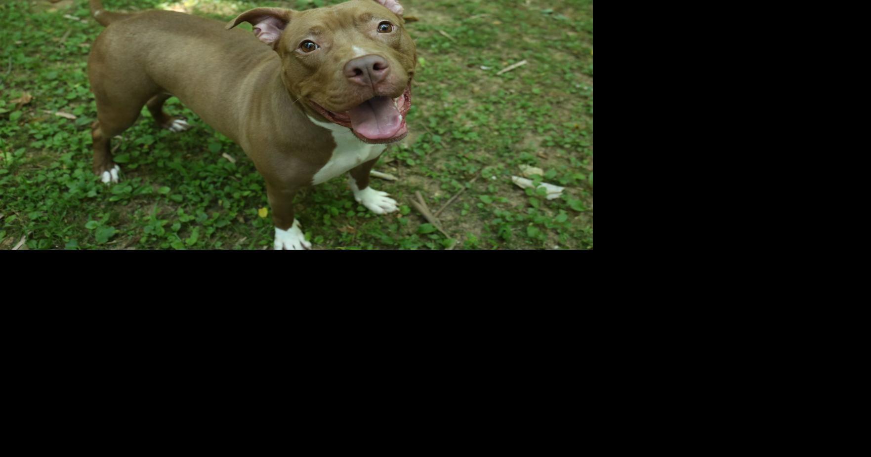 Pet of the week: Adopt Destiny, a 1-year-old pit bull | Local News ...
