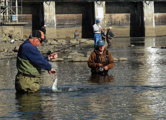 Shad Run Shad run was worth the trip | Sports | lancasteronline.com
