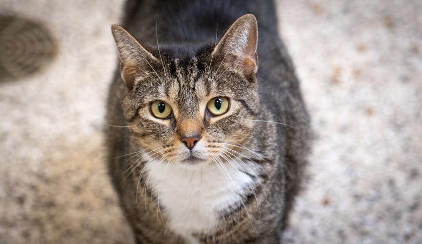 Cruisin' for Cats Car & Bike Show helps support Columbia Animal Shelter