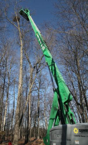 How the York County Eagle Cam came to be such a sensation | Local News
