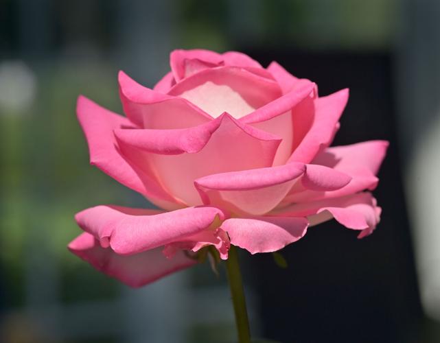 Rose Show at Hershey Garden [photos] | Home & Garden | lancasteronline.com