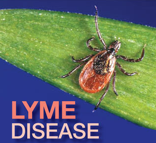 lancasteronline lyme disease spidle todd