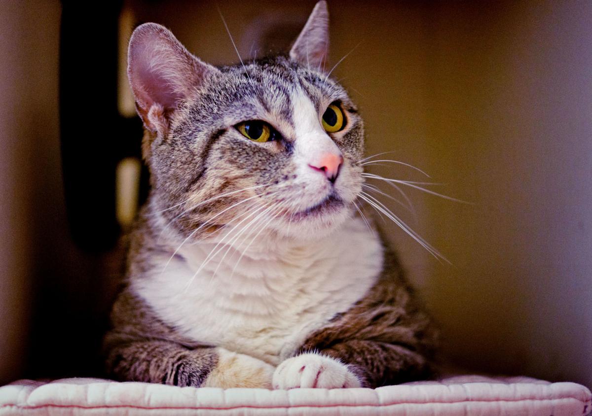 Cello Is A 10 Year Old Lap Cat With Special Care Needs Pet Of The