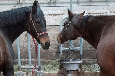 3 Horses Mutilated By Acid Left At New Holland Sales Stables