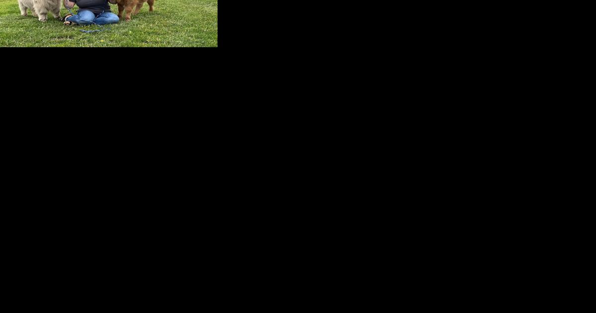 Baby animal festival kicks off at Cherry Crest this weekend with two baby Highland cows - Vimarsana News