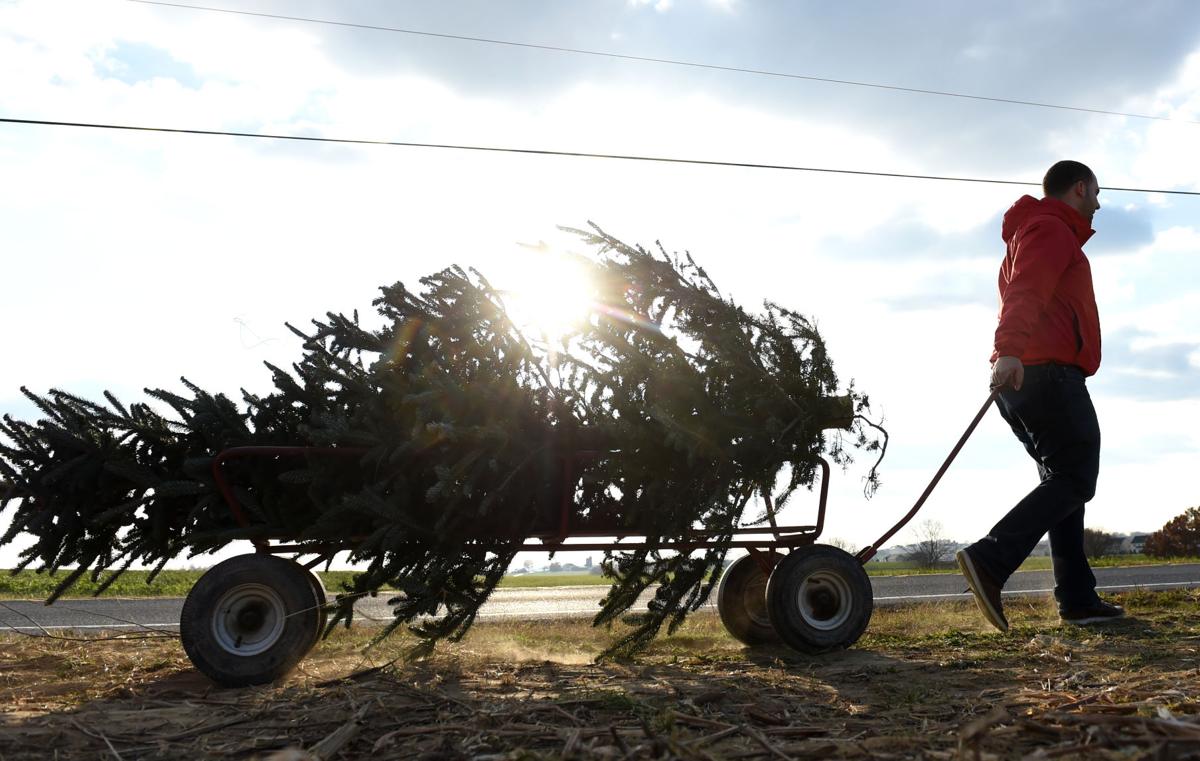 11 Places To Cut Your Own Christmas Tree In Lancaster County