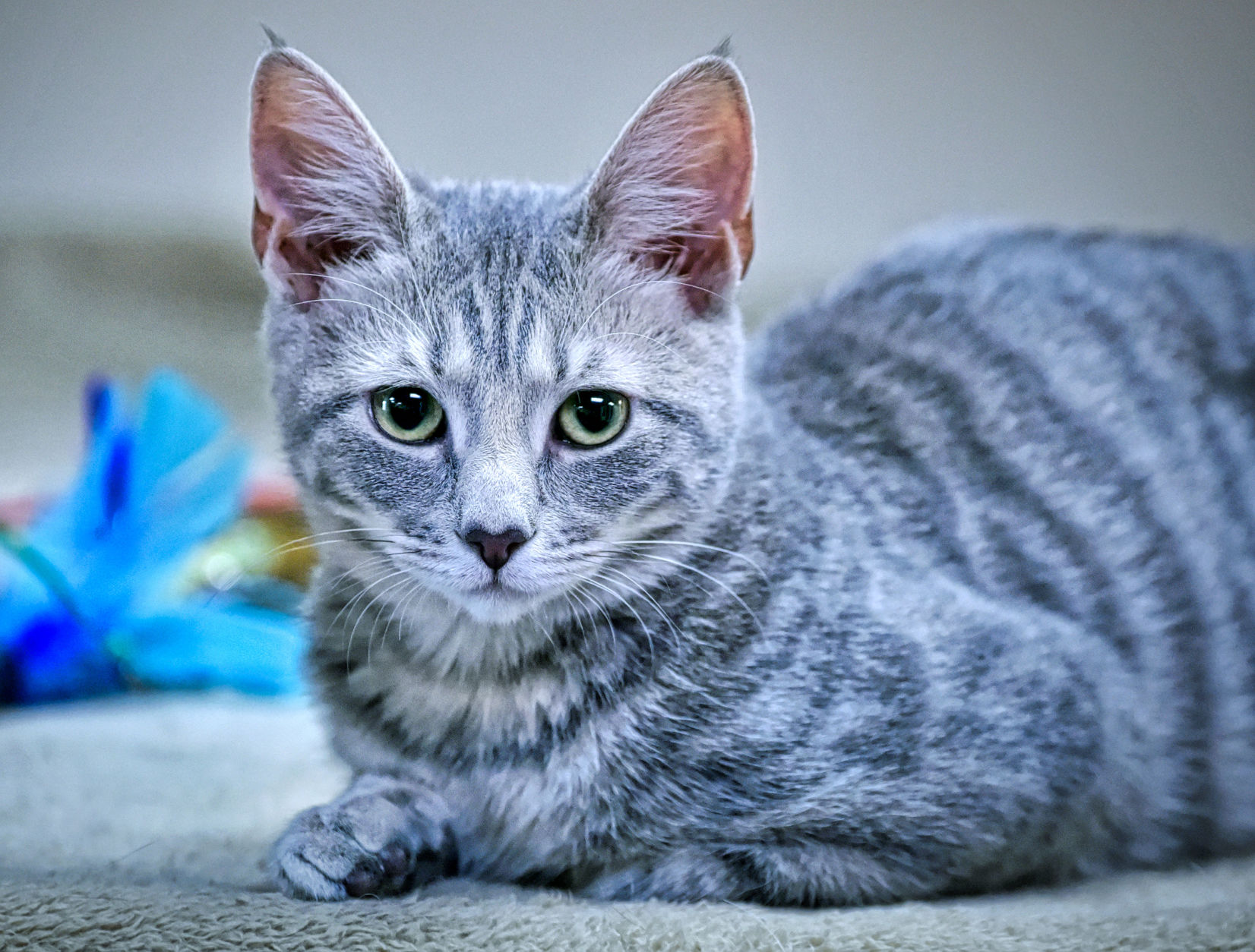 adopting a 4 month old puppy