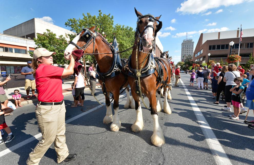 Clydesdales 23.jpg