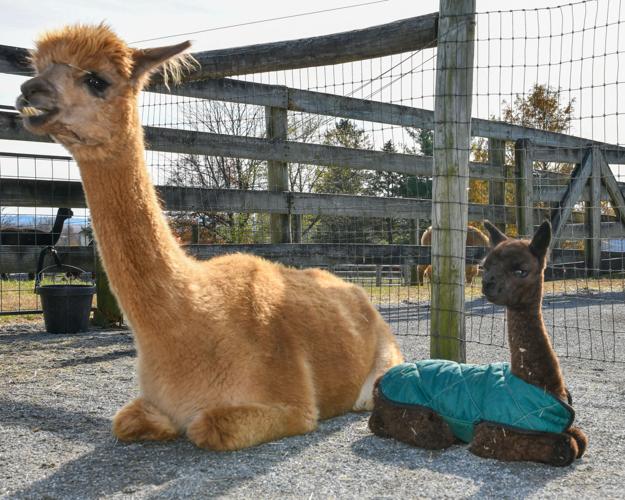 Eastland Alpacas hosted 17th annual open house in Mount Joy [photos
