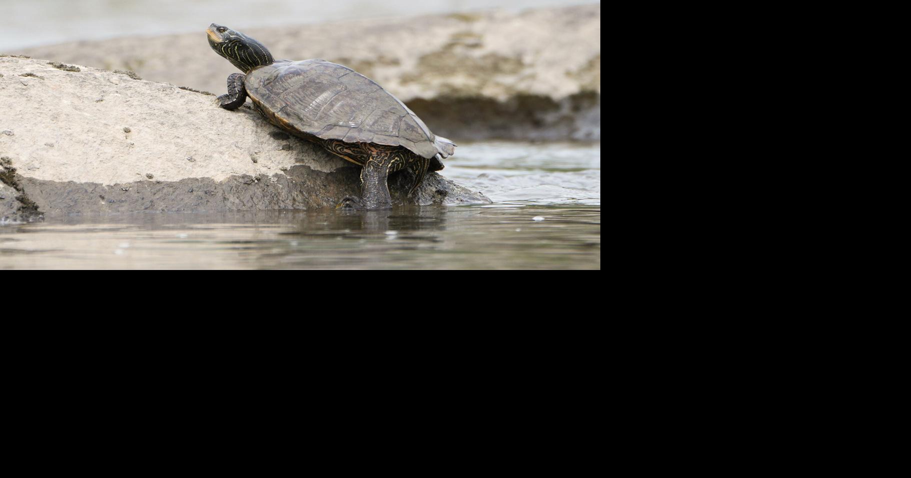 Through the Viewfinder: Turtle on the rocks | Through The Viewfinder ...