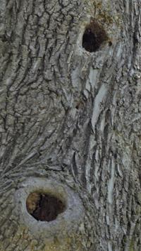 Save the dead trees; give them a chance to aid wildlife [column]