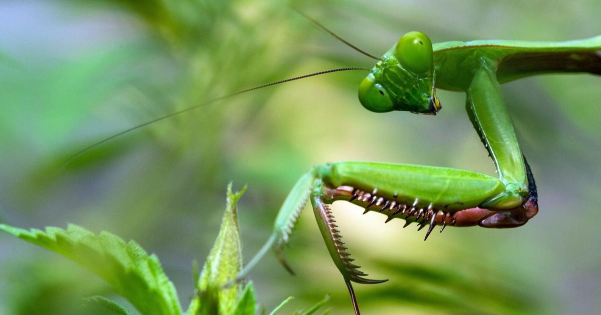 Is It Illegal To Kill A Praying Mantis? Does Pa Have 'Murder Hornets'? 3  Summer Bug Facts To Know | Home & Garden | Lancasteronline.com