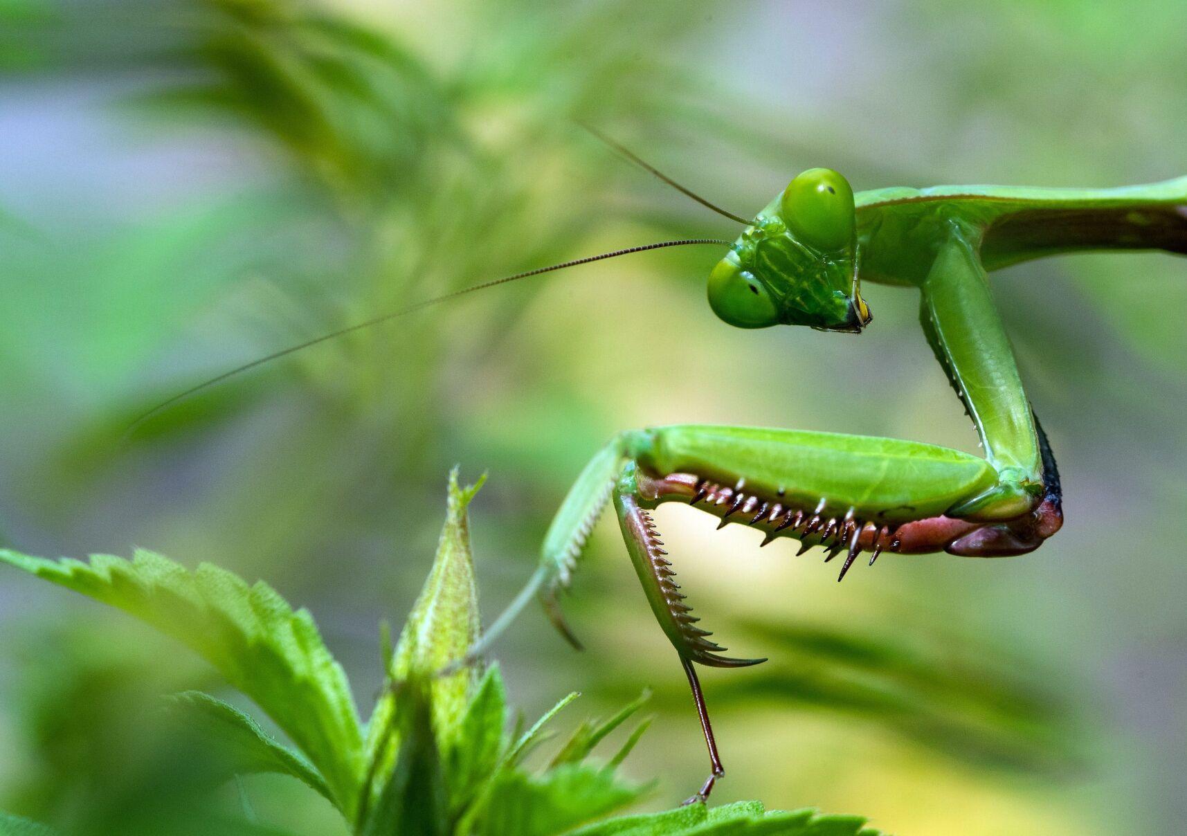 Is it illegal to kill a praying mantis? Does PA have 'murder