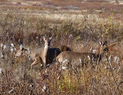 Many Changes To Deer Season On The Table In Pa Game Commission S 2020 21 Hunting Season Proposals Sports Lancasteronline Com
