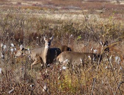 deer in a field