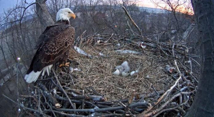 Eagle Cam: second eaglet hatched | Local News | lancasteronline.com