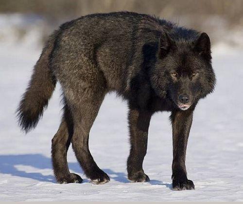 Ex-county man shot wolf, 2 bears in Alaska | News | lancasteronline.com